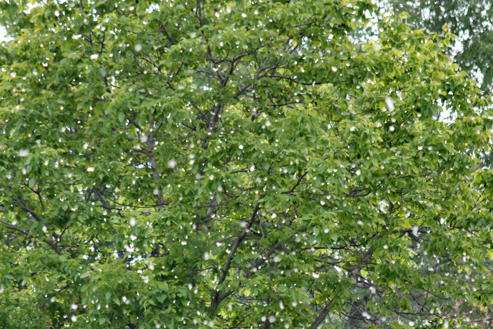 Nikon D5500 sample photo. Wind, branch, tree, nature photography