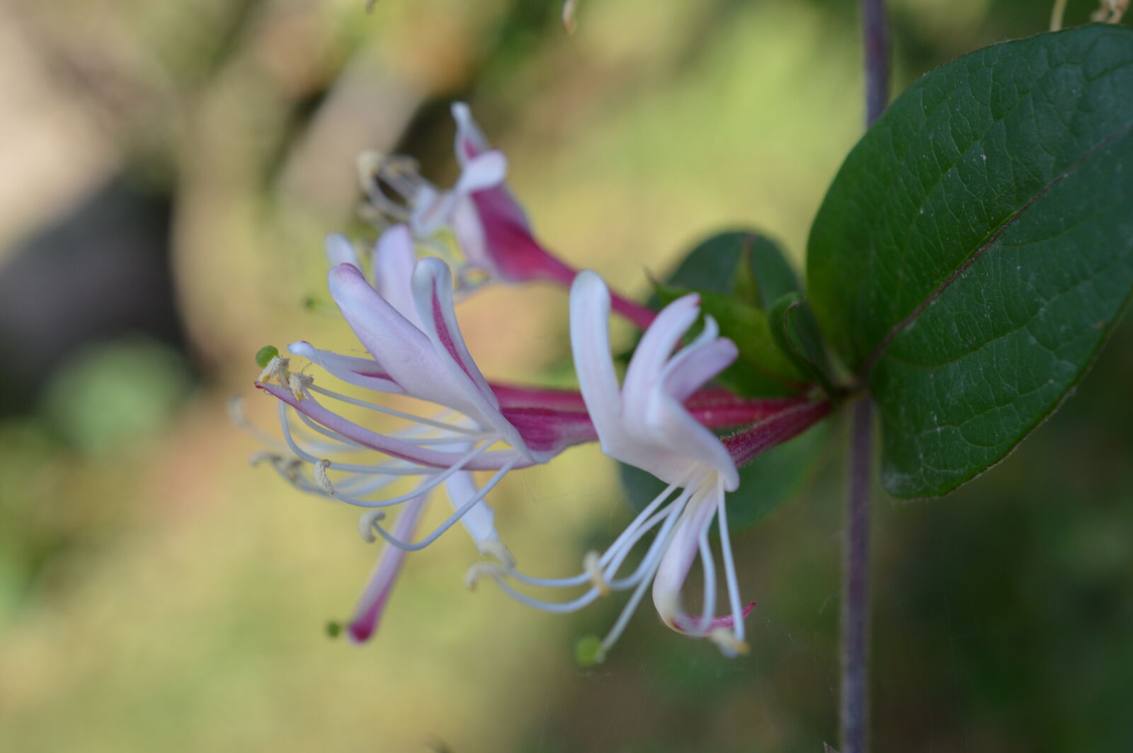 Nikon D3200 sample photo