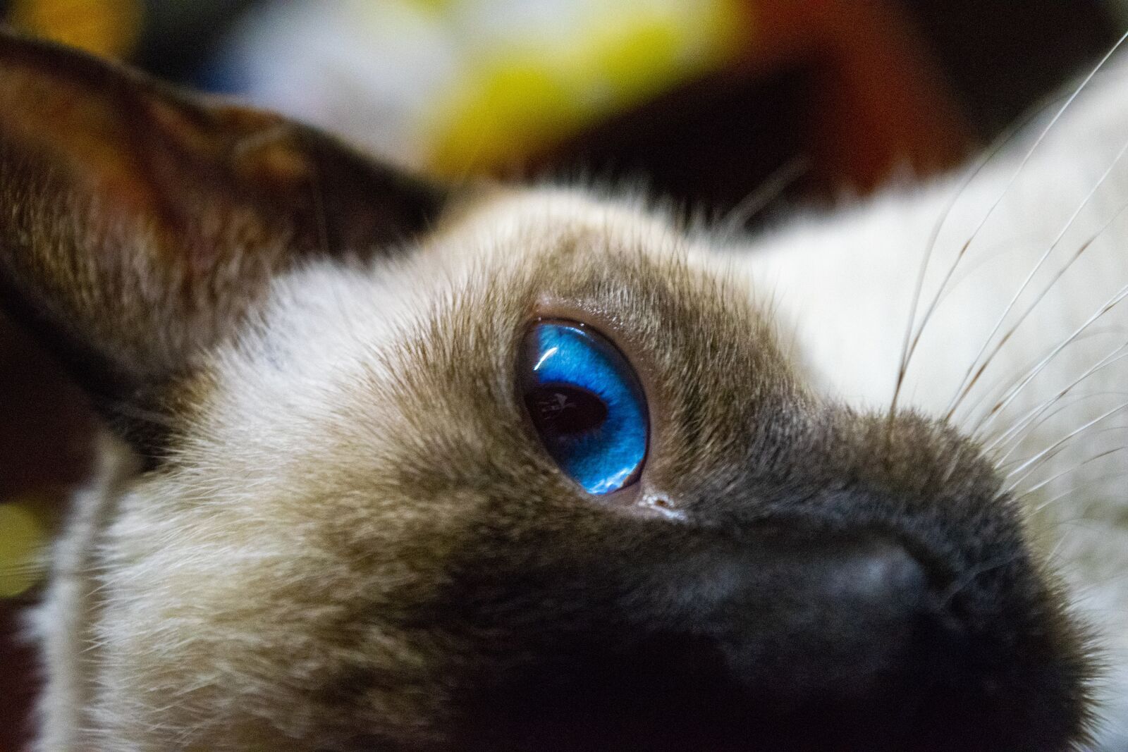 Nikon D3300 sample photo. Cat, kitten, pet photography