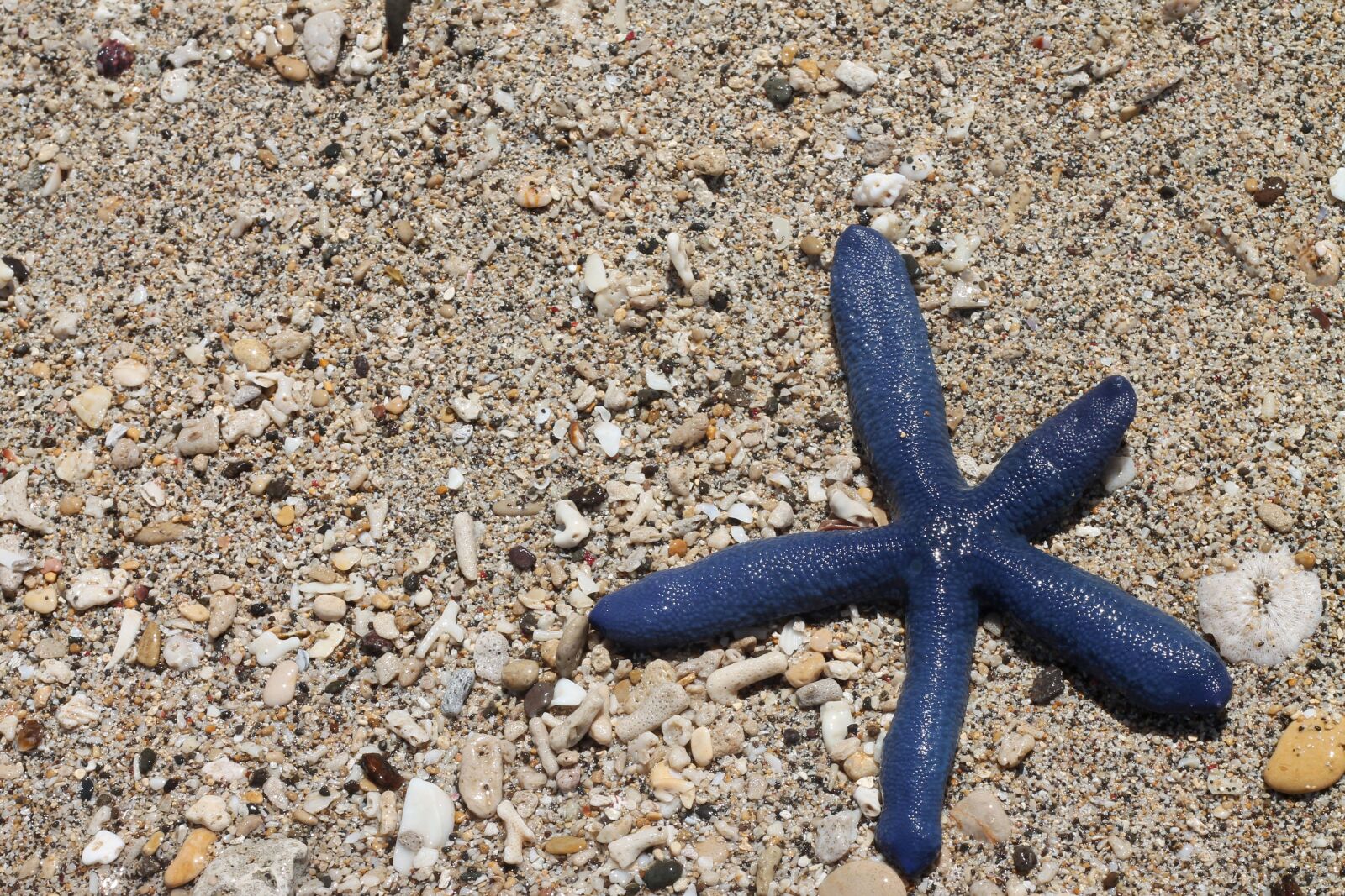 Canon EOS 1100D (EOS Rebel T3 / EOS Kiss X50) + Canon EF 50mm F1.8 II sample photo. Seastar, water, beach photography