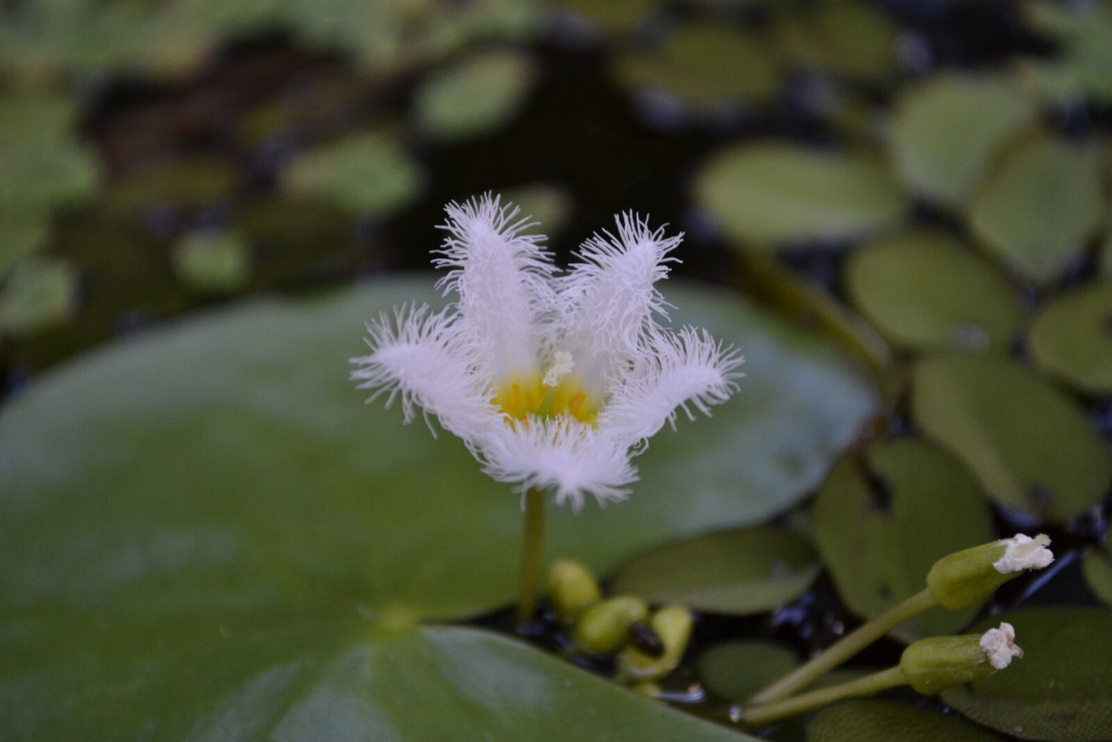 Nikon D3100 sample photo. Pond, flower, aquatic photography