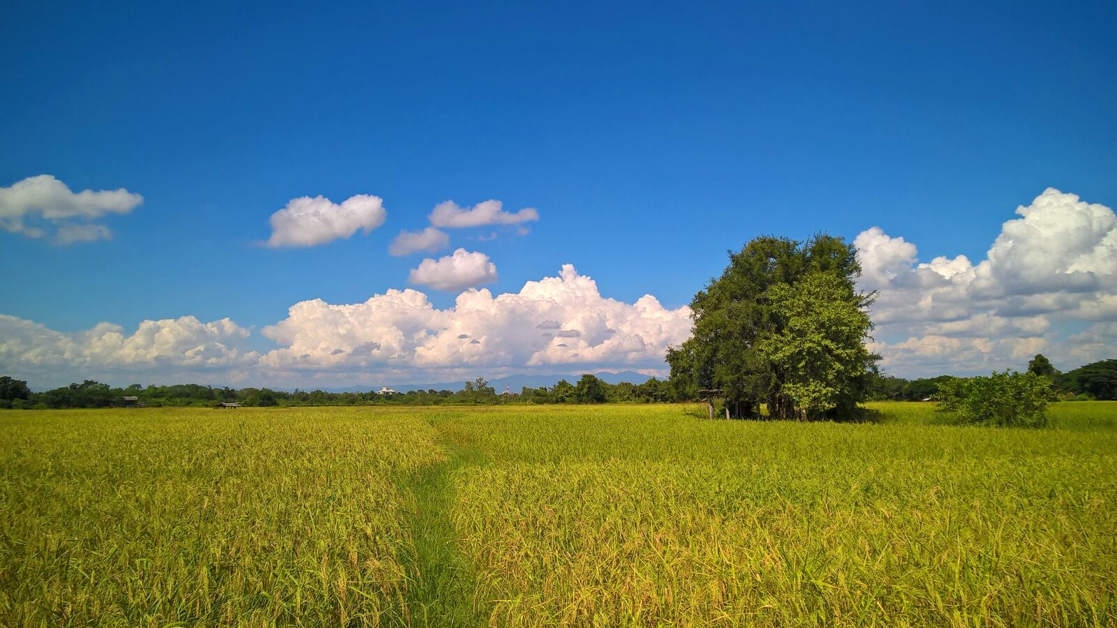 Nokia Lumia 830 sample photo. View, countryside, field photography