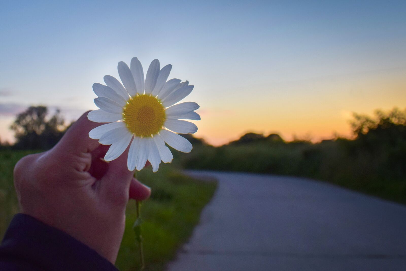 Nikon D5300 sample photo. Flower, chamomile, nature photography