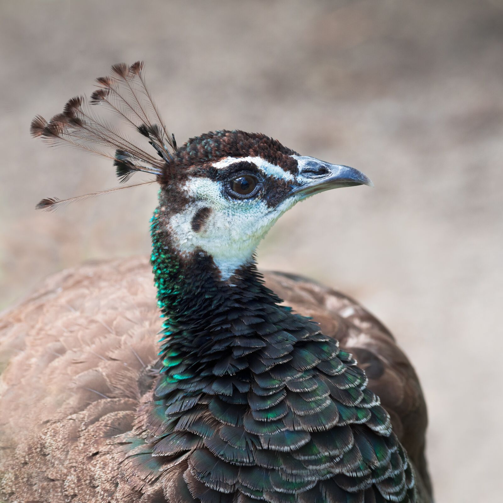 OLYMPUS M.300mm F4.0 sample photo. Indian peafowl, peahen, peacock photography