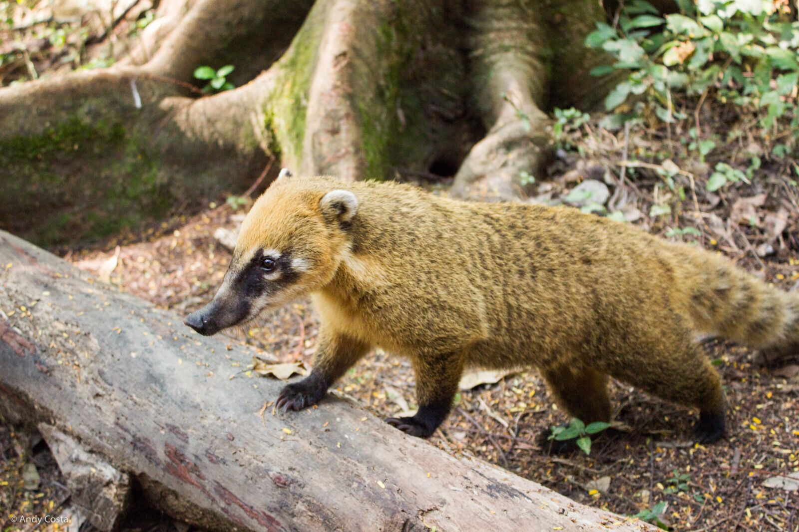 Canon EOS 600D (Rebel EOS T3i / EOS Kiss X5) sample photo. Coati, ecological park of photography