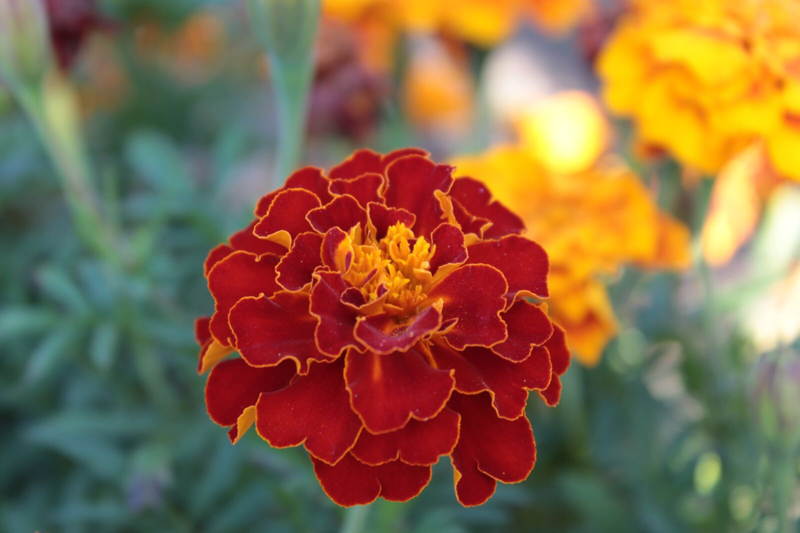 Canon EOS 1300D (EOS Rebel T6 / EOS Kiss X80) sample photo. Marigold, blossom, bloom photography
