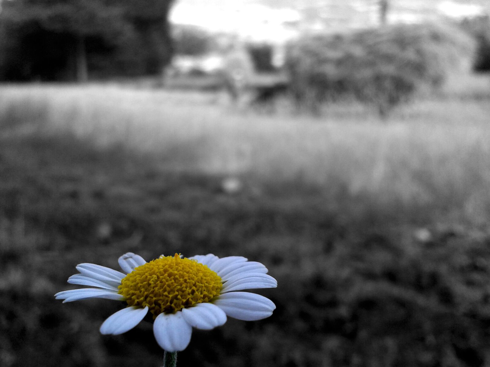 Samsung Galaxy S3 Mini sample photo. Daisy, flower, selective color photography