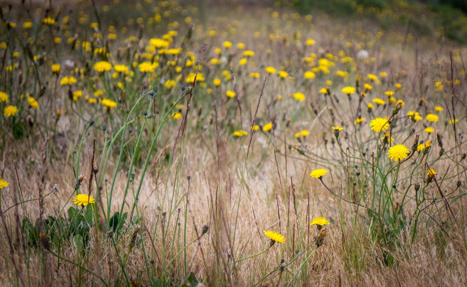 Sony Alpha NEX-7 sample photo. Flowers, field, yellow photography