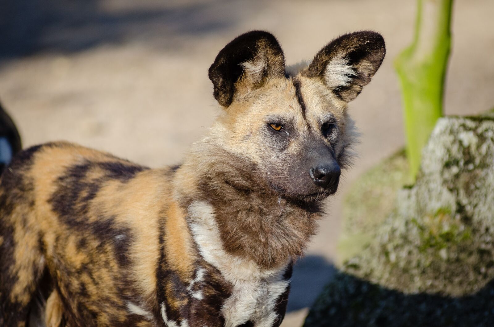 Nikon D7000 sample photo. African wild dog, animal photography