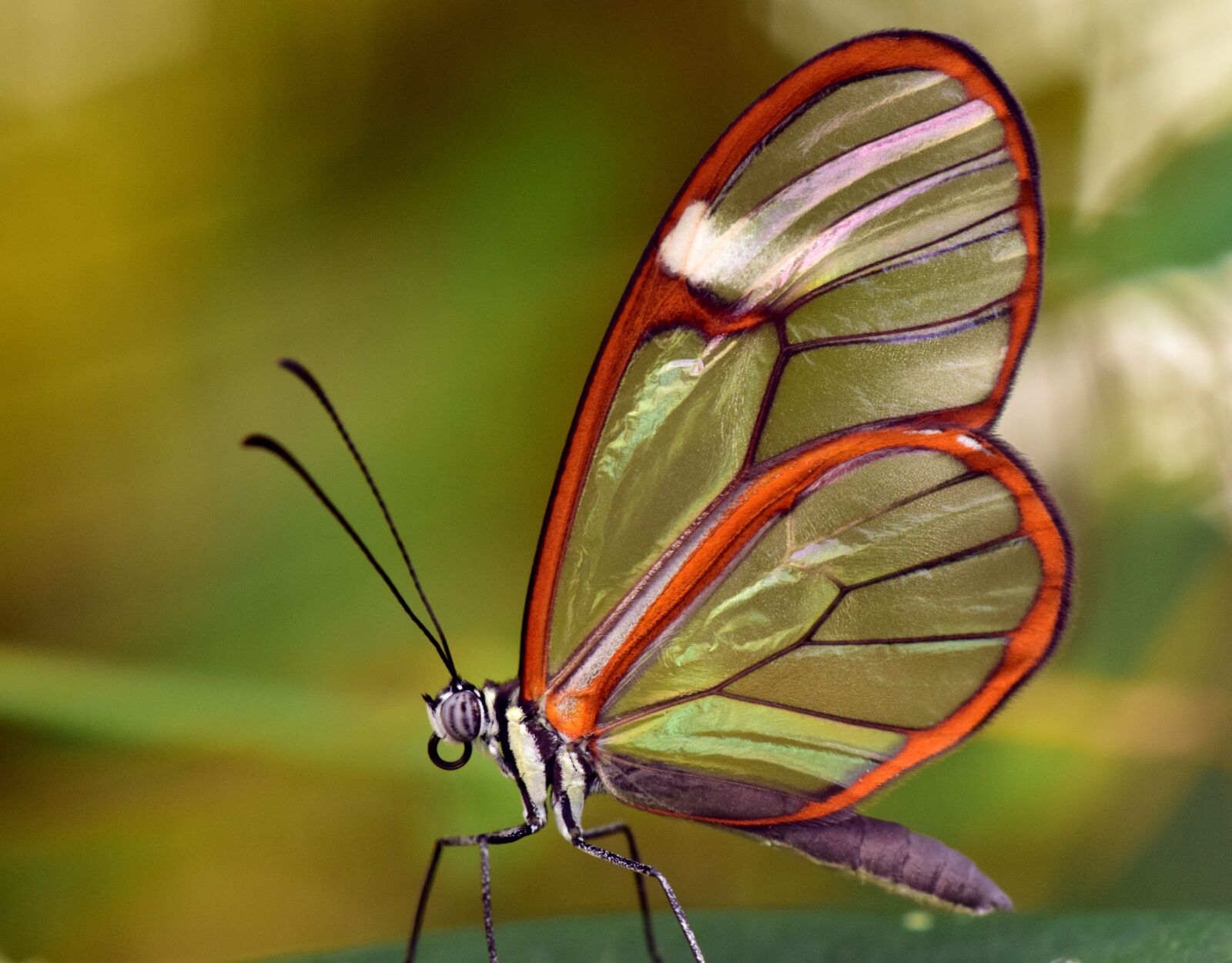 Nikon D3300 sample photo. Butterfly, glass wings, greta photography