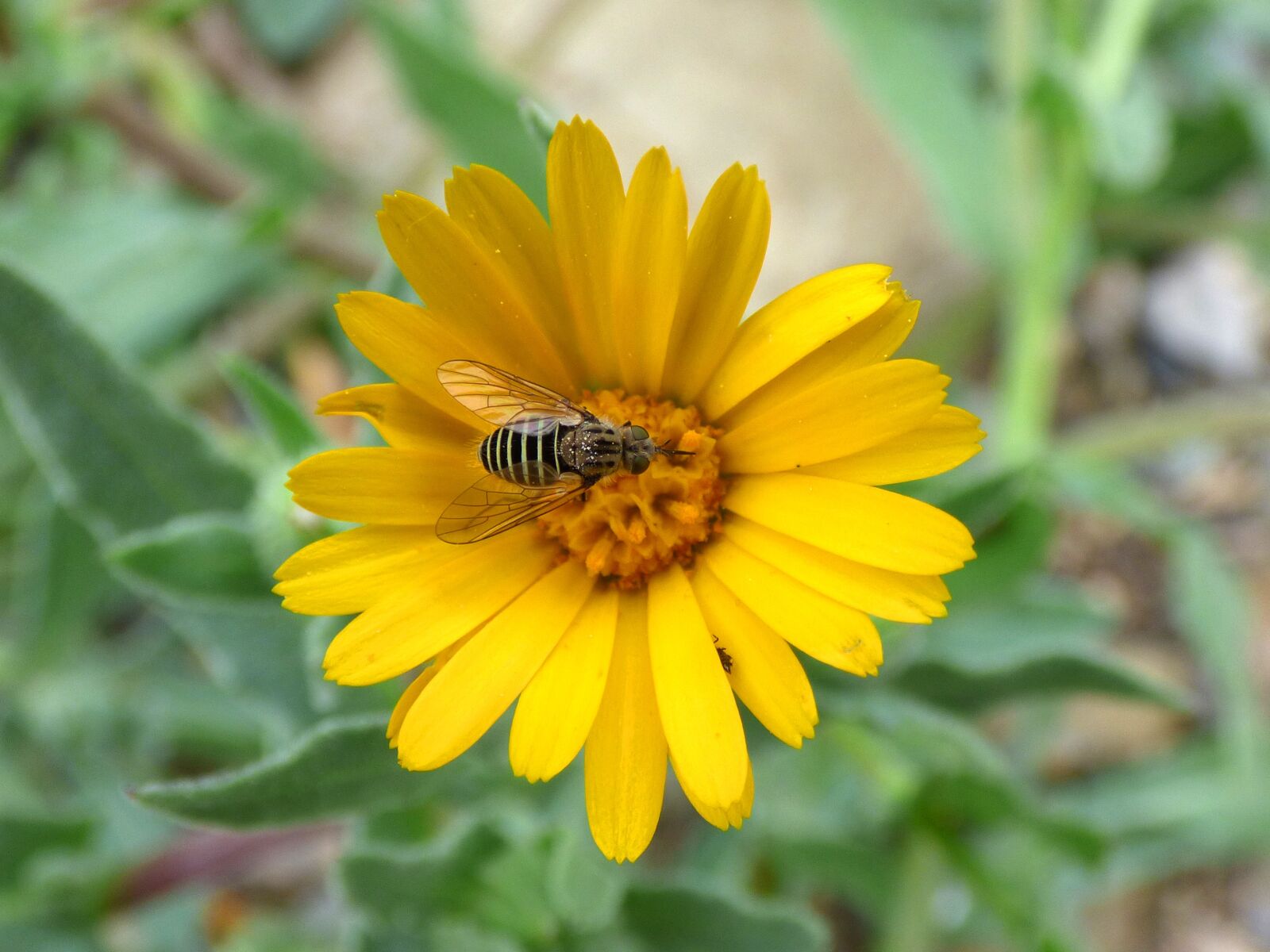 Panasonic Lumix DMC-FZ70 sample photo. Hoverfly, syrphidae, libar photography
