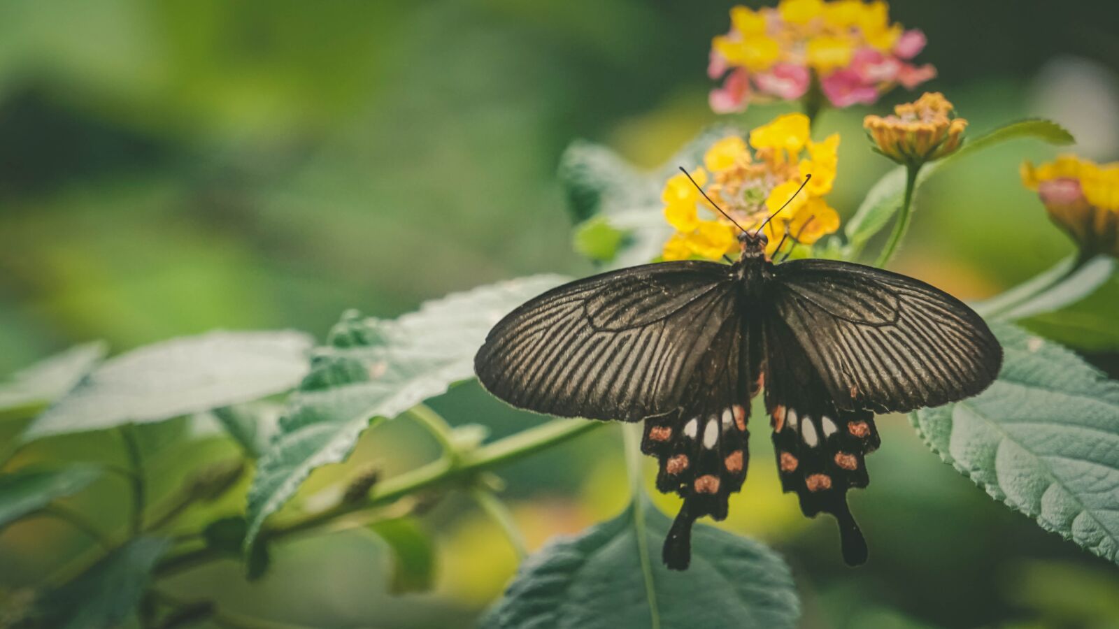 Sony E 55-210mm F4.5-6.3 OSS sample photo. Monsoon, kerala, butterfly photography