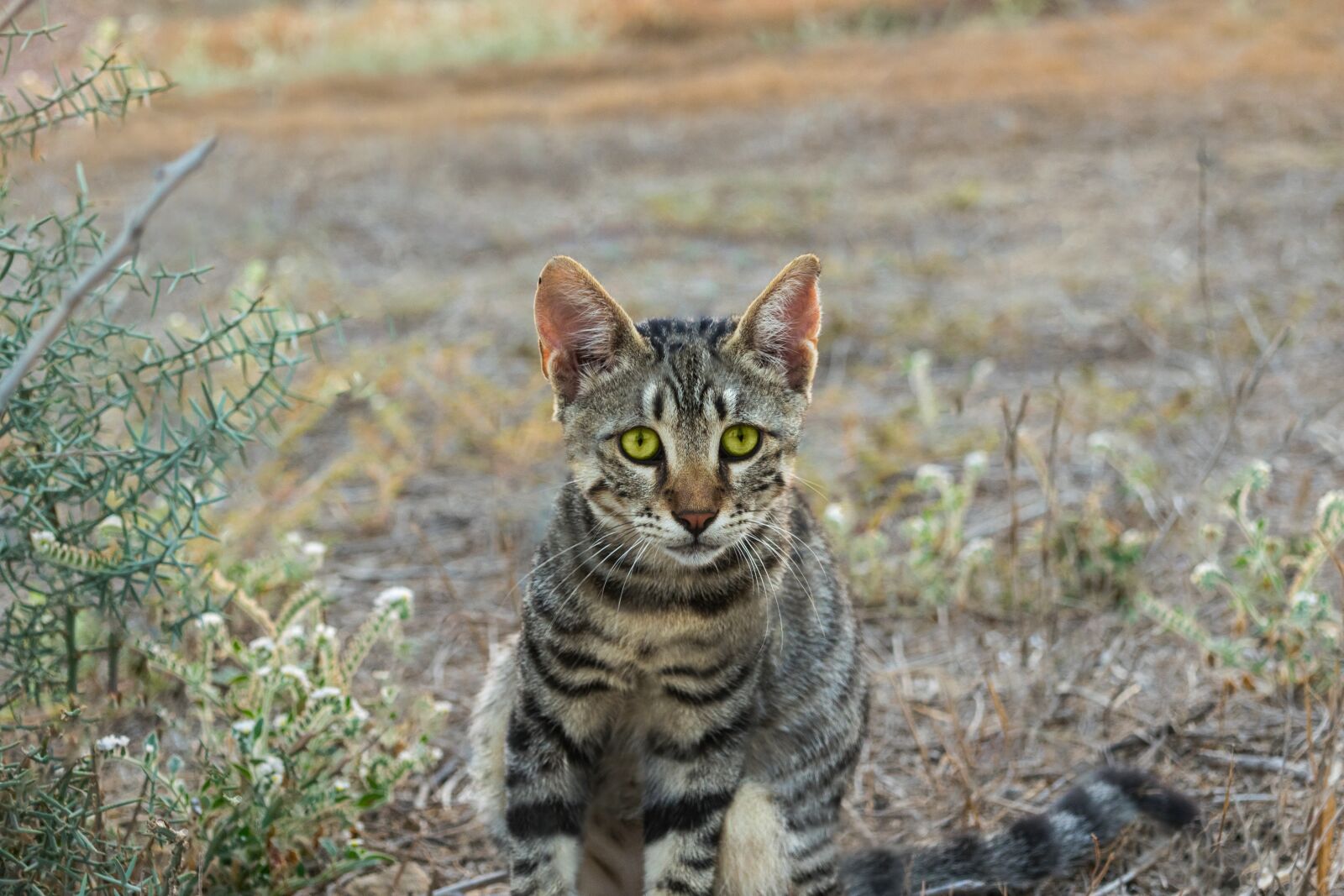 Nikon D3300 sample photo. Gray, cat, near, green photography