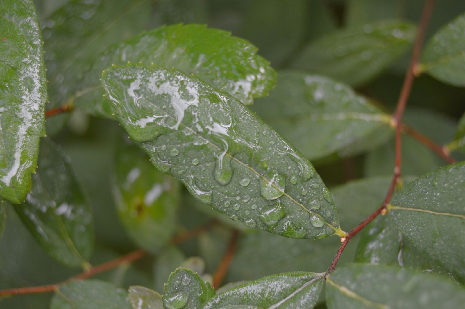 Nikon D3200 sample photo. Leaf, nature, tree photography