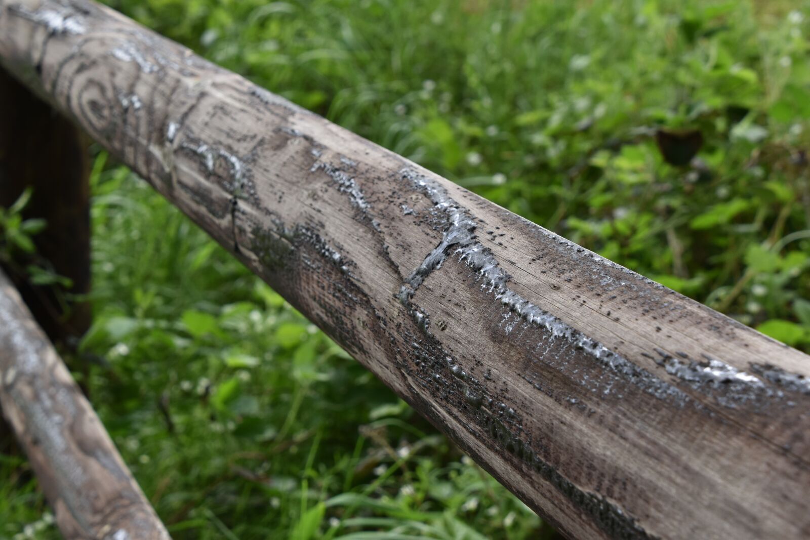 Nikon D5600 sample photo. Nature, wood, tree photography