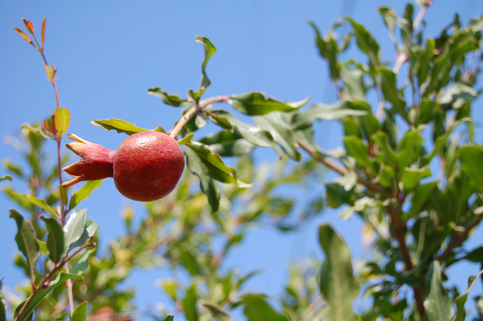 Nikon D40 sample photo. Pomegranate, tree, leaves photography