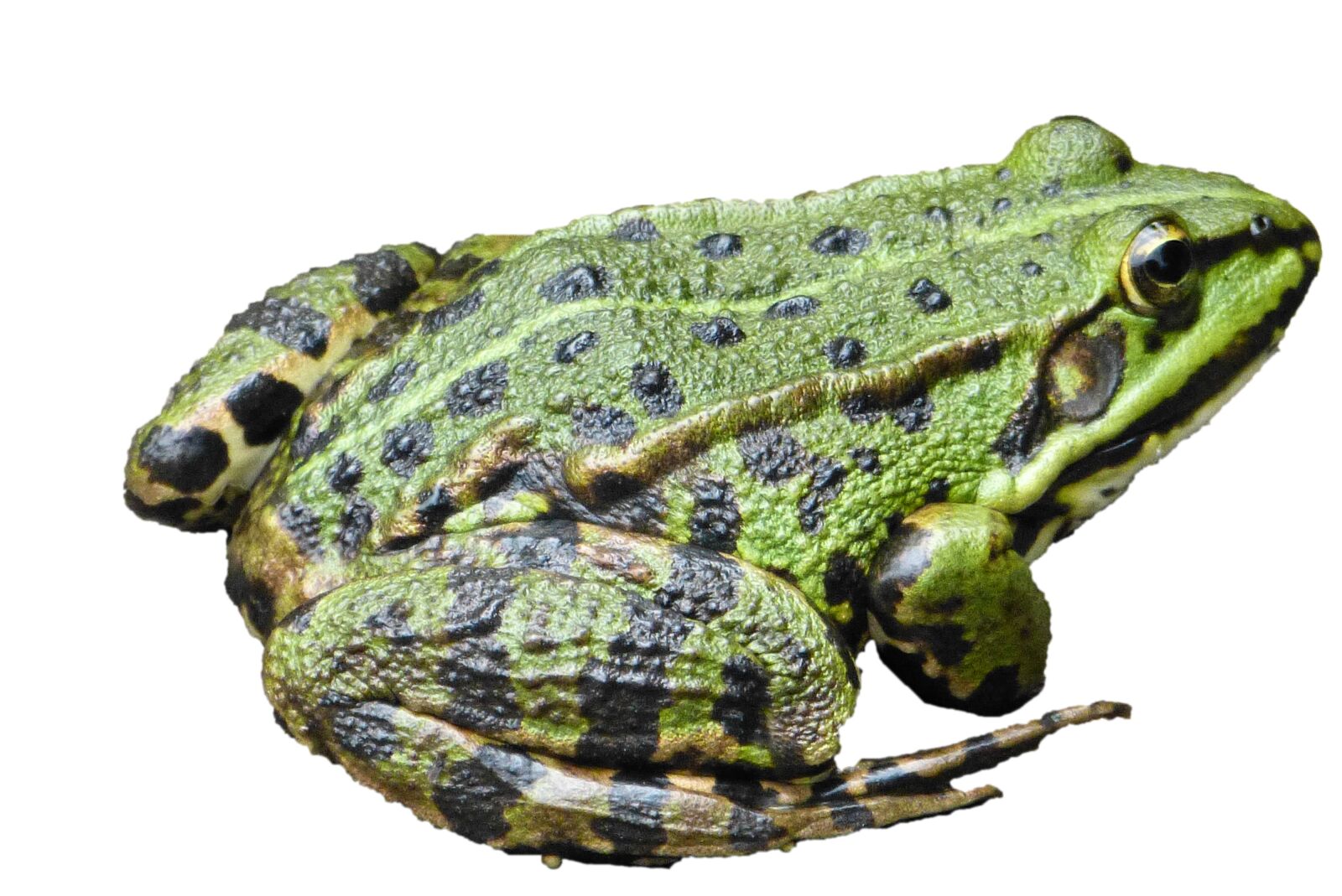 Panasonic Lumix DMC-FZ150 sample photo. Frog, water frog amphibians photography