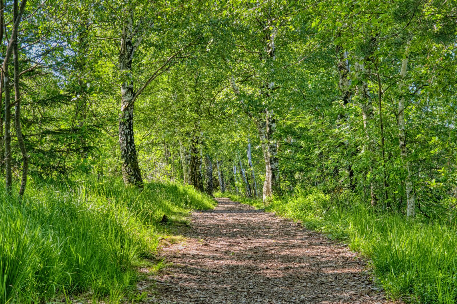 Nikon D7500 sample photo. Away, path, forest photography