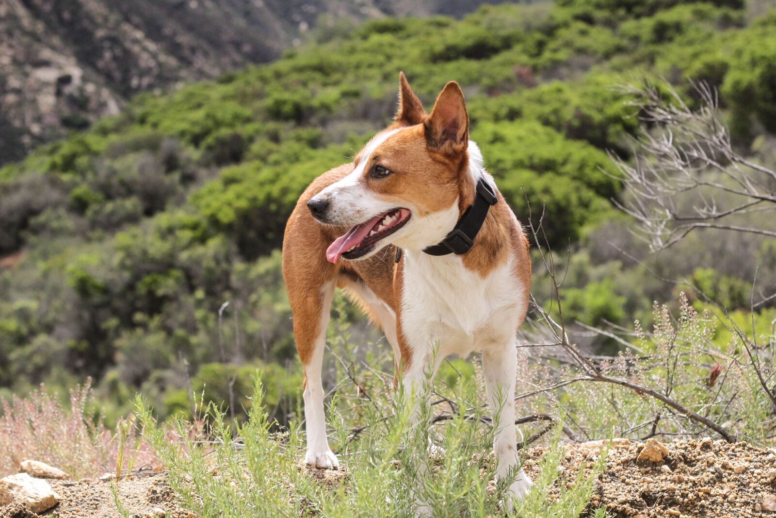 Canon EOS 60D + Canon EF 50mm F1.8 II sample photo. California, cattle dog, cute photography