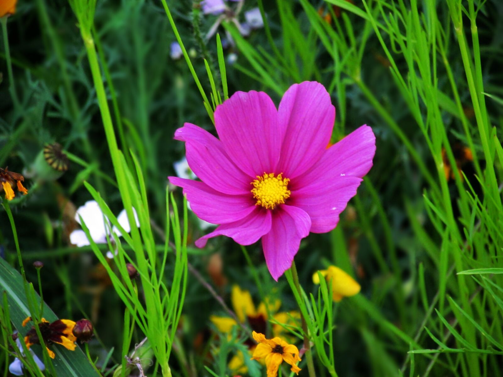 Canon PowerShot SX30 IS sample photo. Flower, plant, nature photography