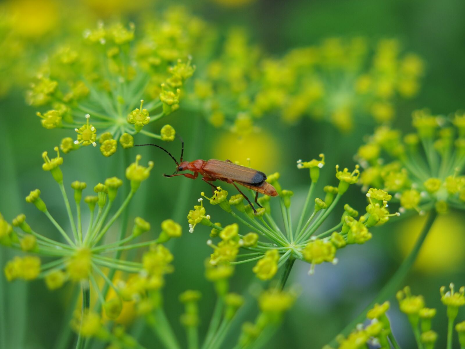 Canon PowerShot G15 sample photo. Dill, soldier beetle, rhagonycha photography