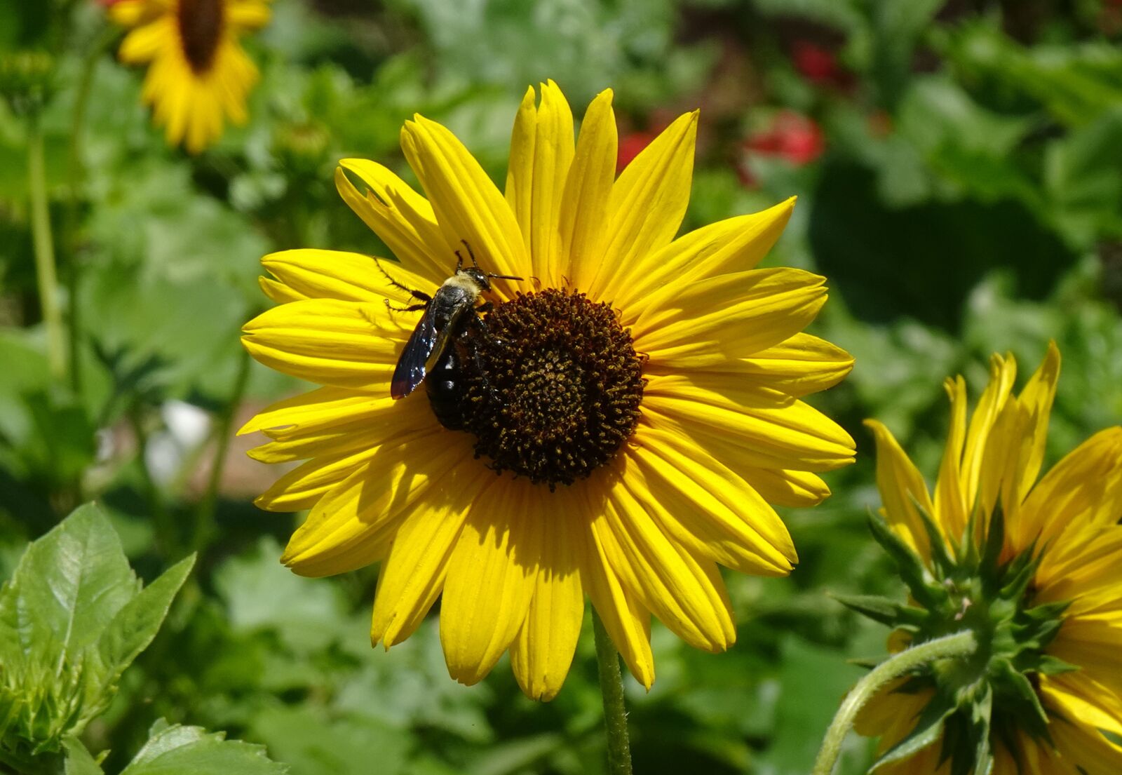 Sony DSC-WX800 sample photo. Flower, sunflower, ornamental photography