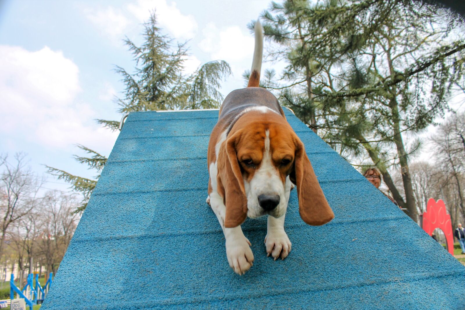 Canon EOS 1100D (EOS Rebel T3 / EOS Kiss X50) sample photo. Dog, animal, pet photography