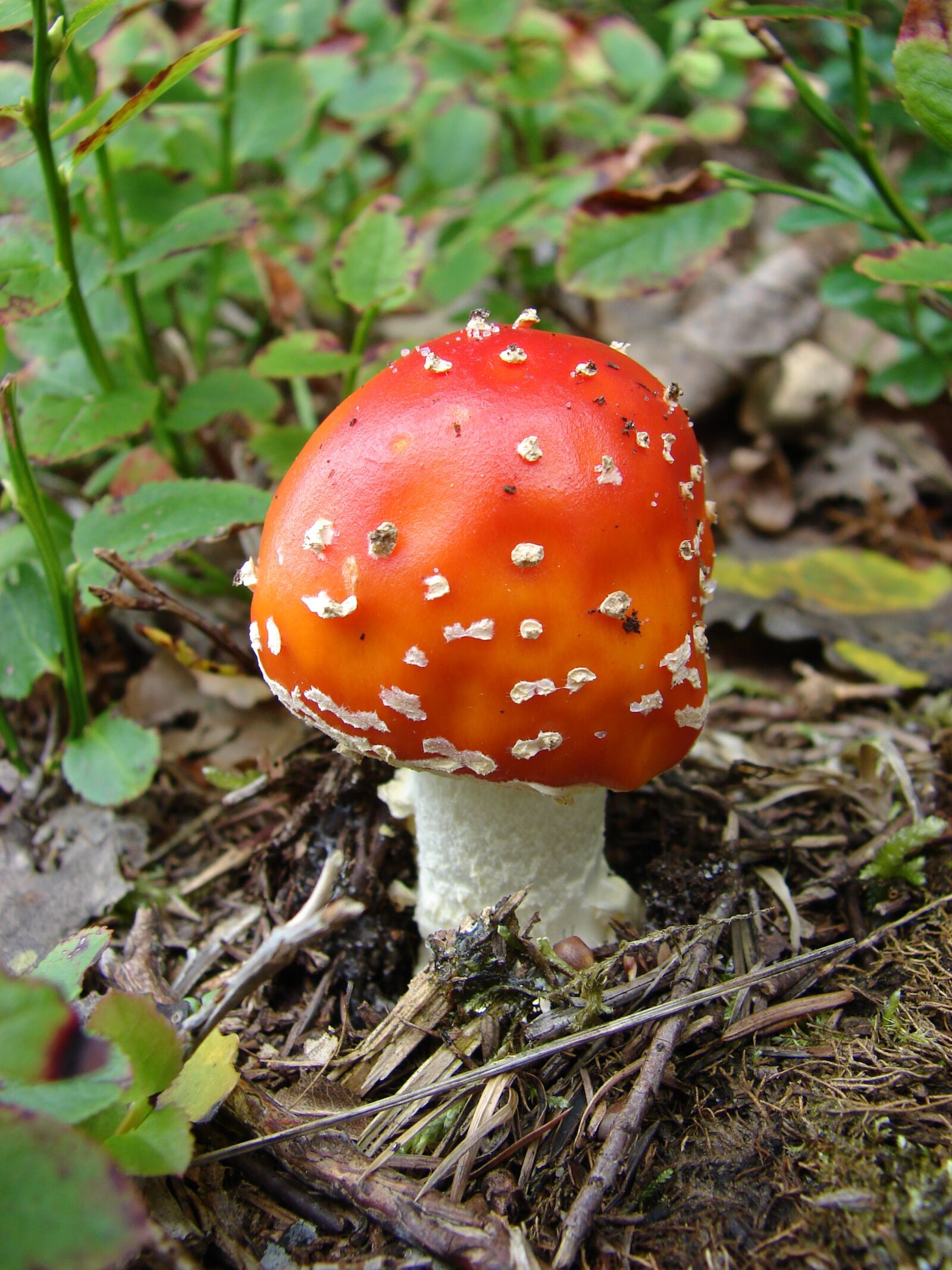 Sony DSC-H2 sample photo. Mushroom, fly agaric, forest photography