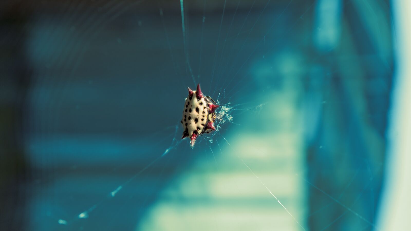 Canon EF 16-35mm F2.8L III USM sample photo. Spider, orb weaver, blue photography