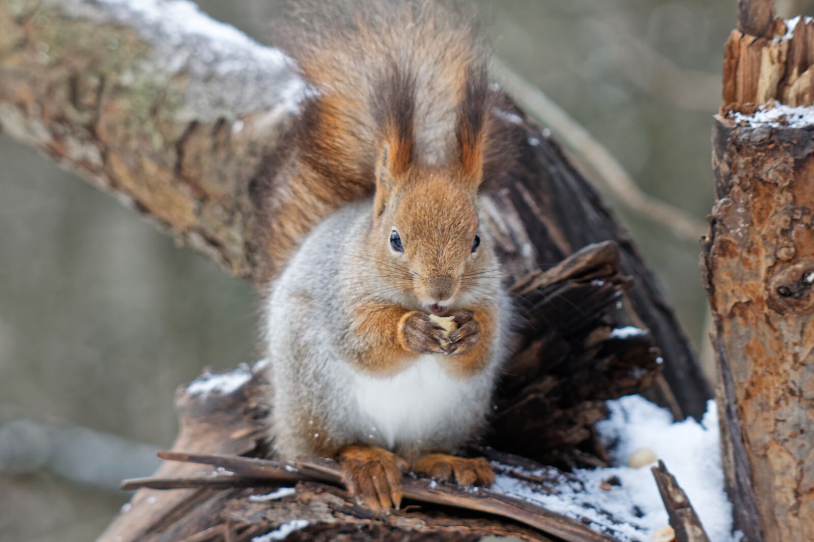 Canon EOS 500D (EOS Rebel T1i / EOS Kiss X3) sample photo. Squirrel, animal, nature photography