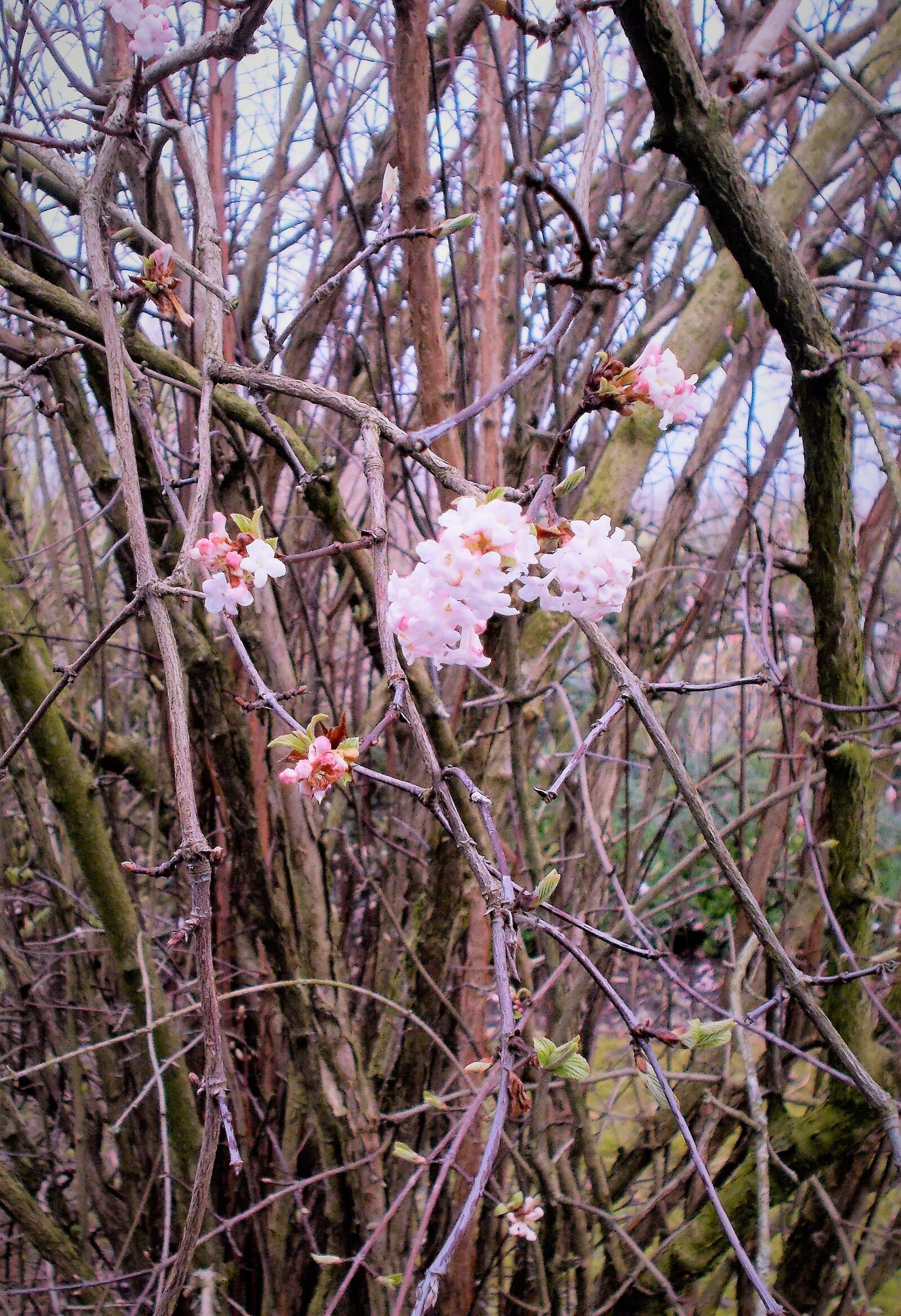 Nikon Coolpix L31 sample photo