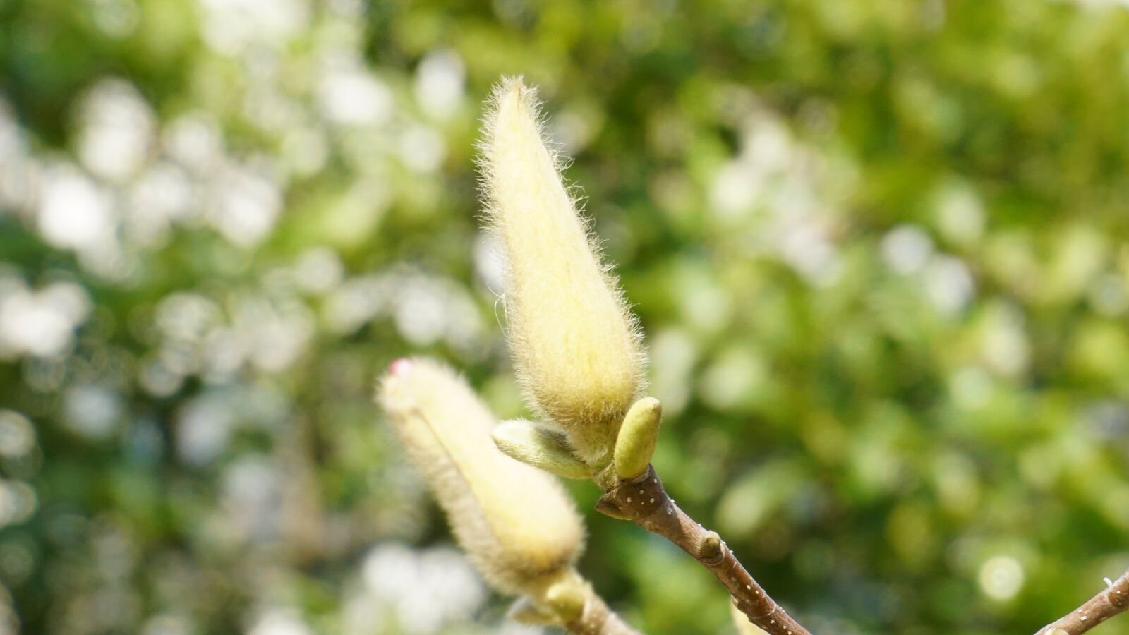 Sony a6000 sample photo. Budding flowers, green, natural photography