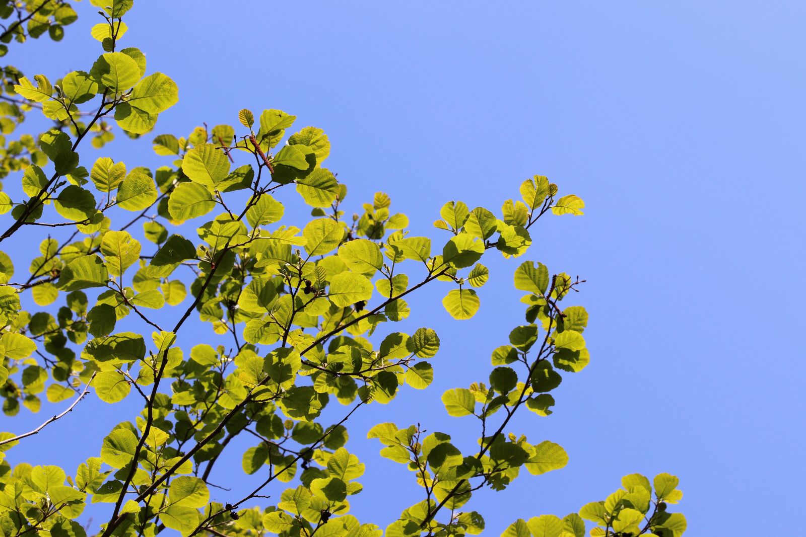 Canon EOS 200D (EOS Rebel SL2 / EOS Kiss X9) sample photo. Spring, green leaves, branches photography