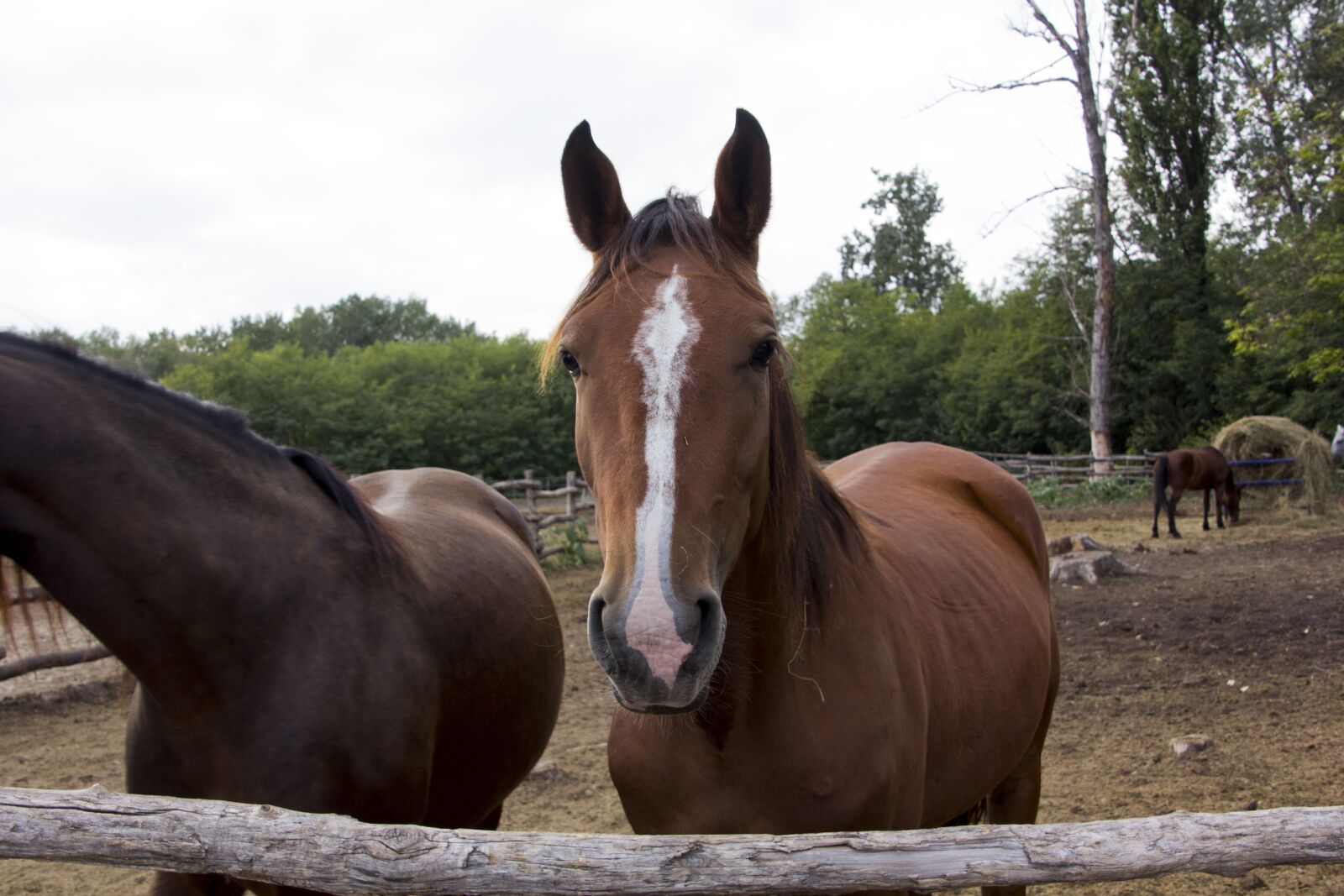 Canon EOS 60D sample photo. Hungary, horse, farm photography