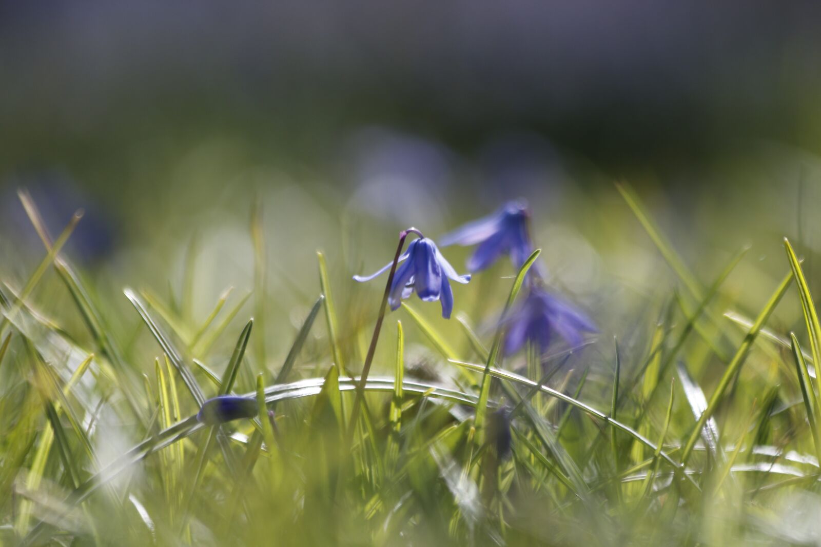 Canon EOS 7D Mark II sample photo. Flowers, spring, green photography