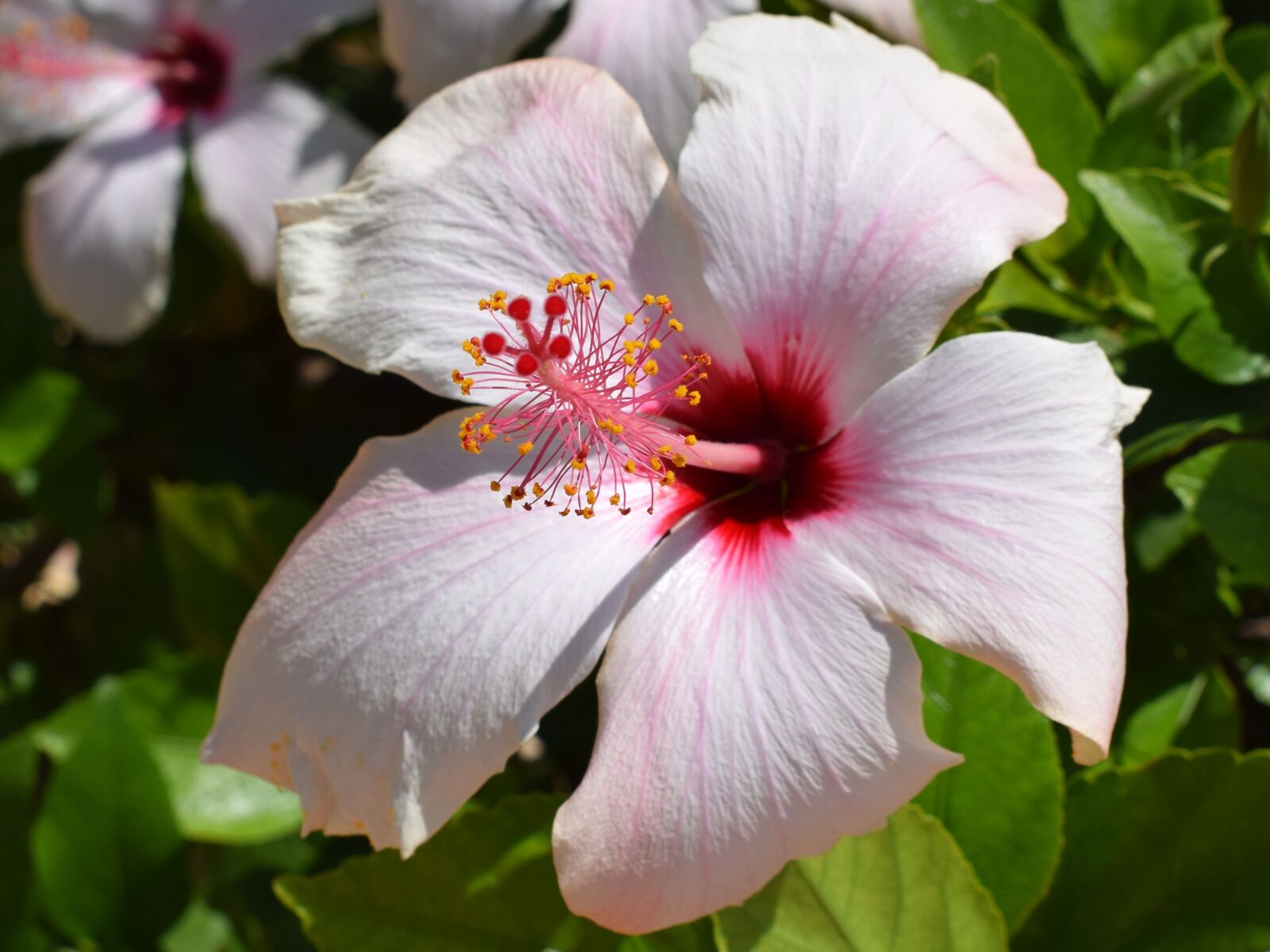 Nikon D3300 sample photo. Flower, nature, plant photography