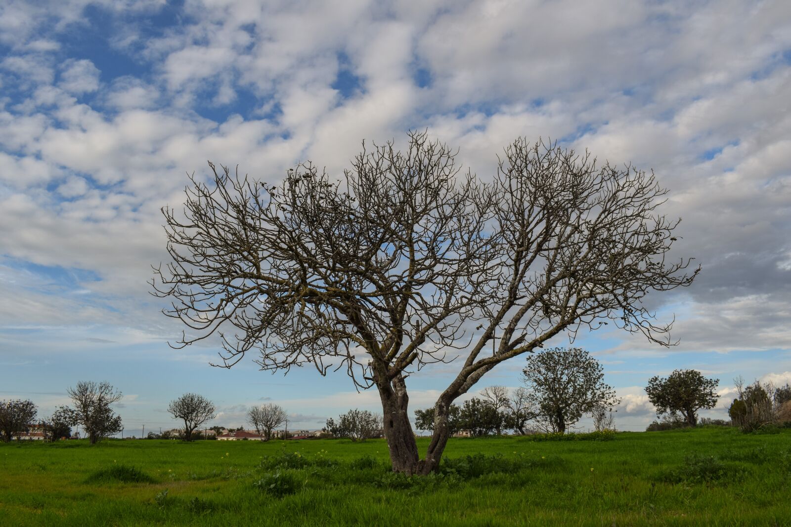 Nikon D3300 sample photo. Tree, meadow, landscape photography