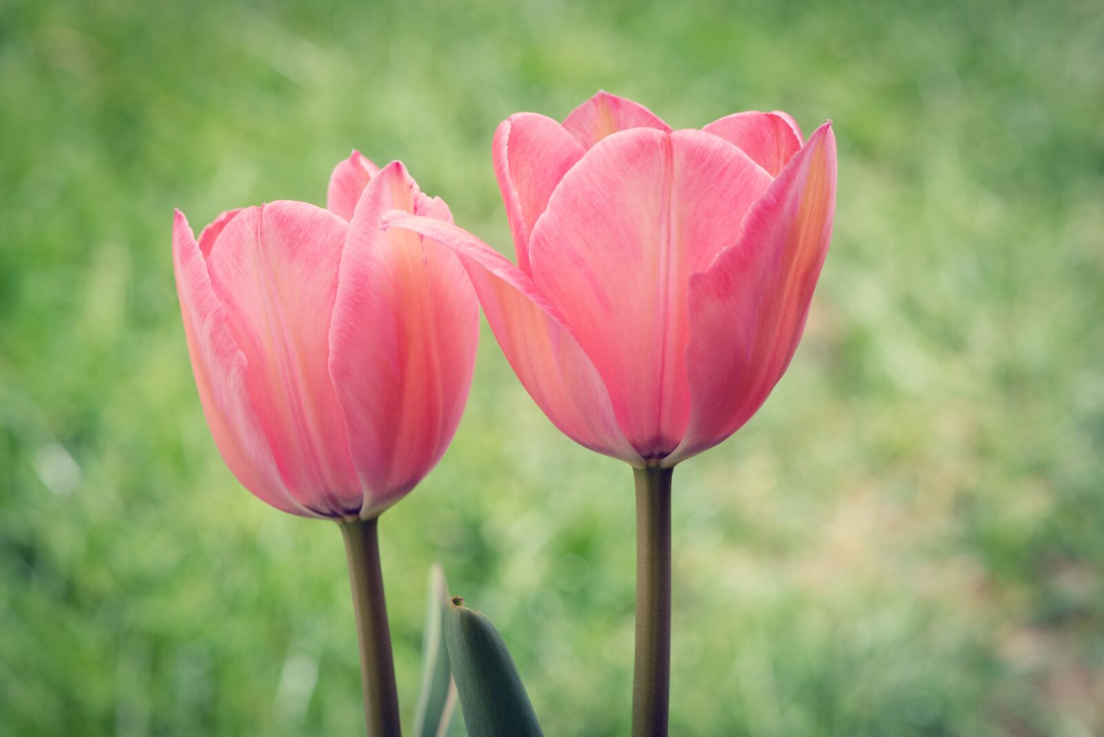 Nikon D750 sample photo. Tulips, pink, two photography