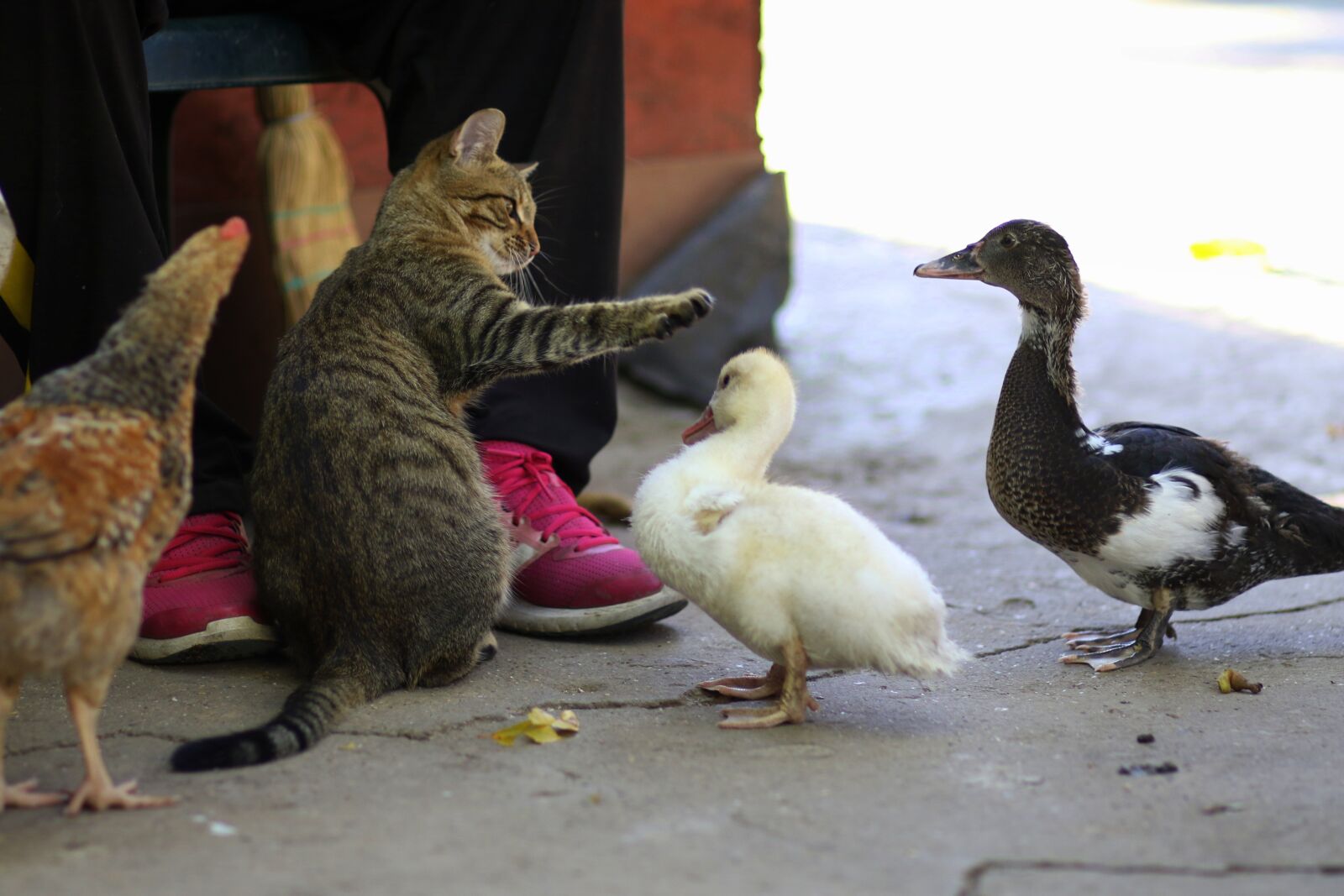 Canon EF 85mm F1.8 USM sample photo. Cat, rate, chicken photography