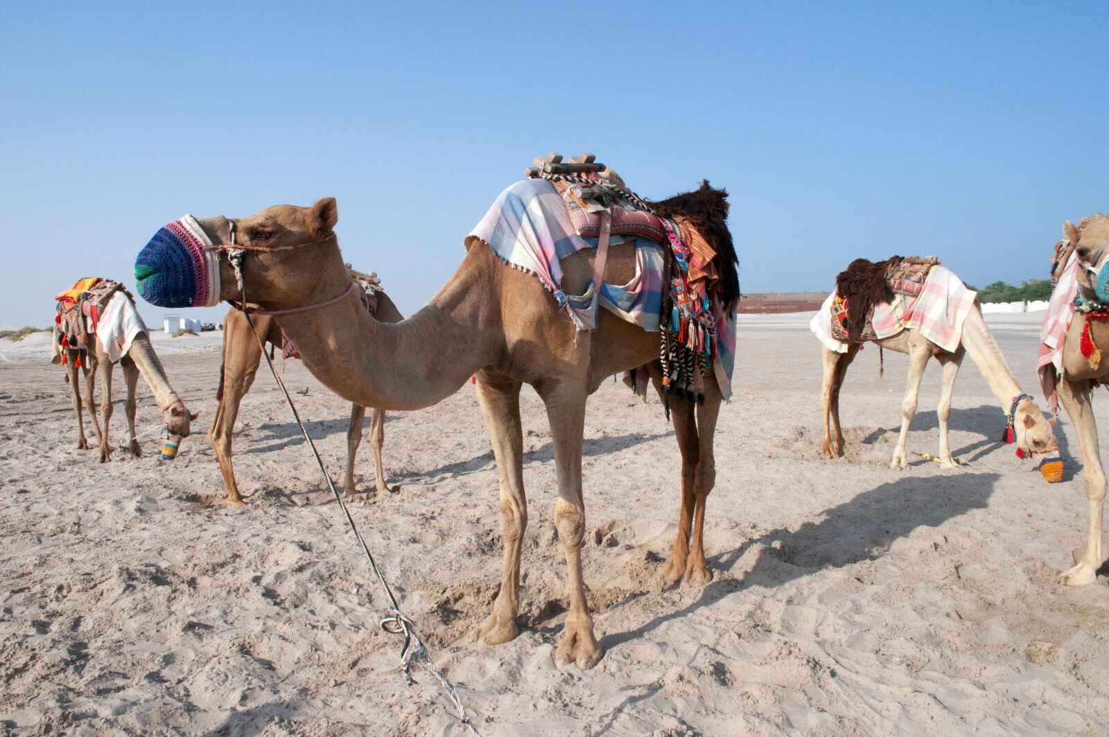 Nikon D5000 sample photo. Camel, qatar, desert photography