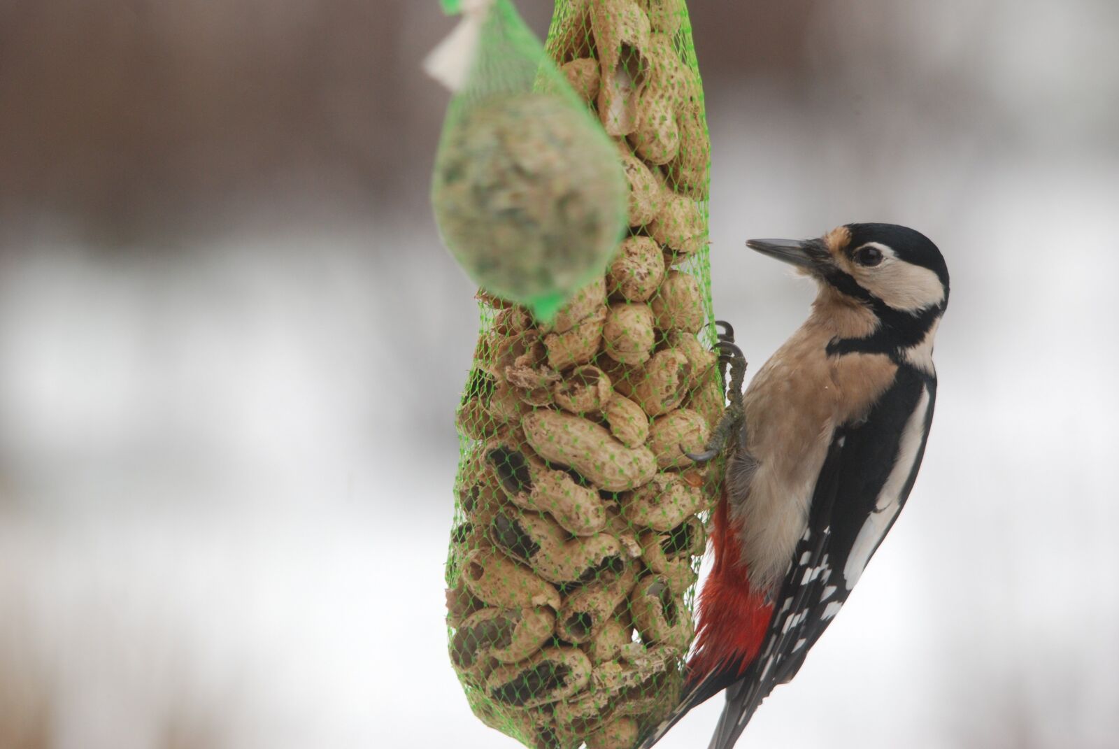 Nikon D80 sample photo. Nature, bird, woodpecker photography