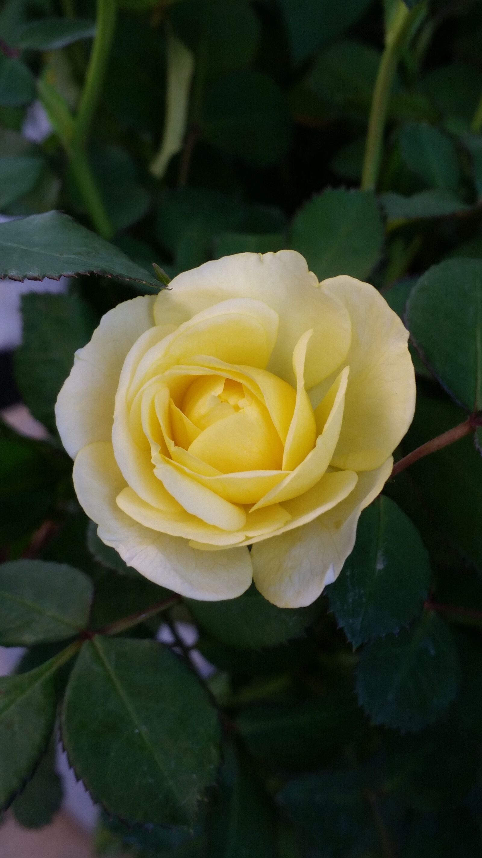 Samsung Galaxy S5 sample photo. Flower, rose, flowers photography
