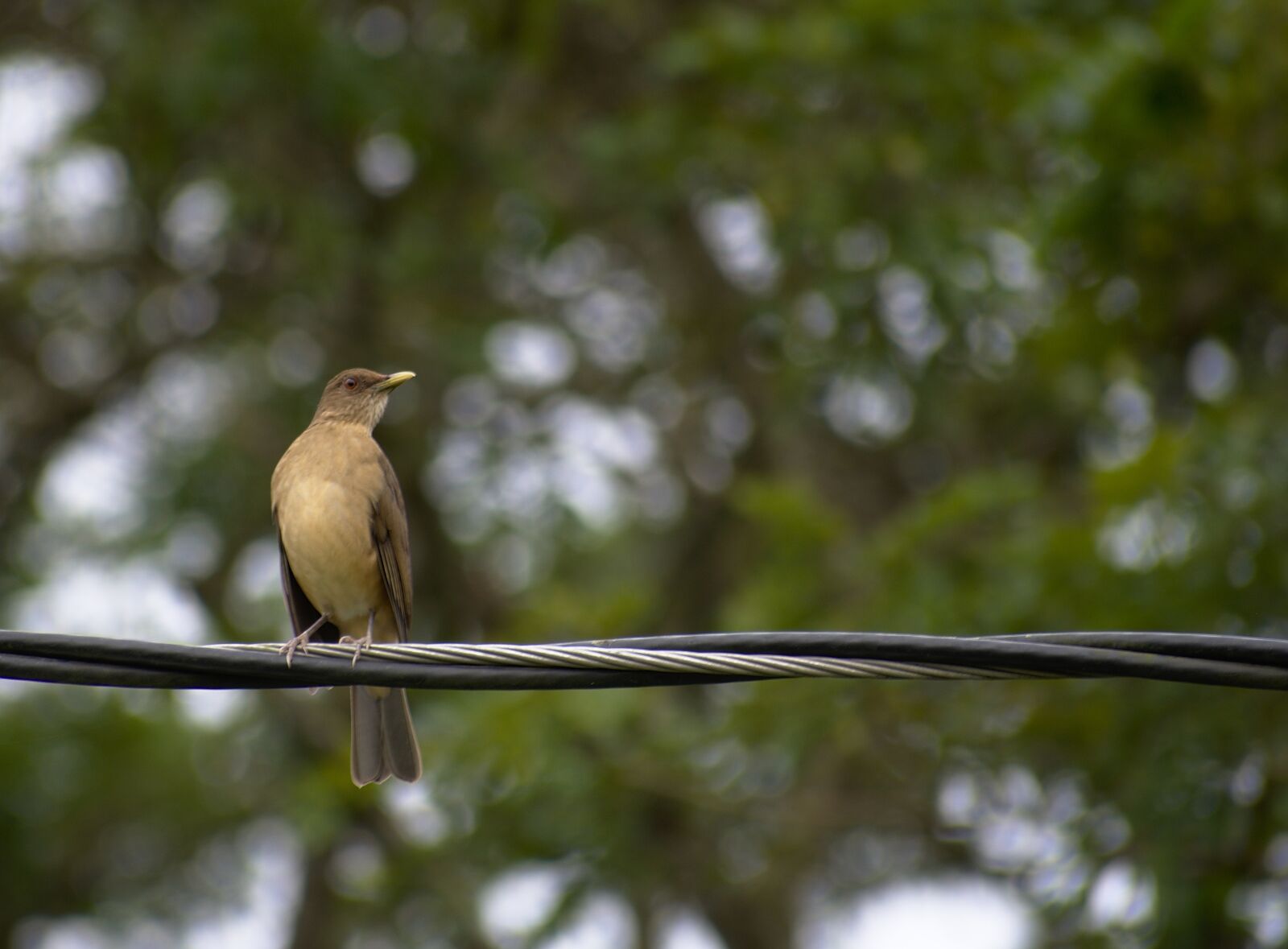 Nikon D7200 sample photo. Nature, bird, wildlife photography