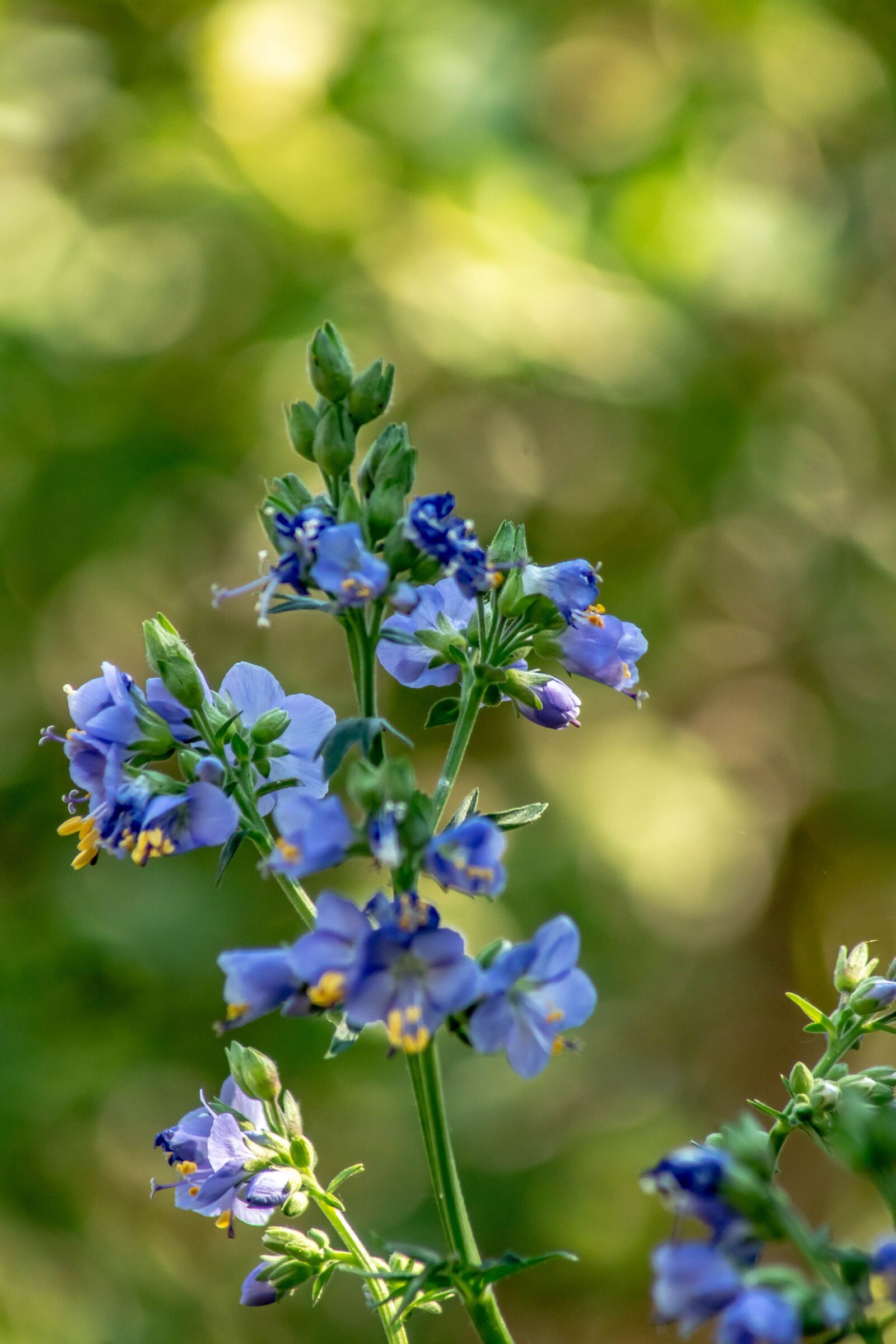 Sony SLT-A68 sample photo. Flower, bokeh, nature photography