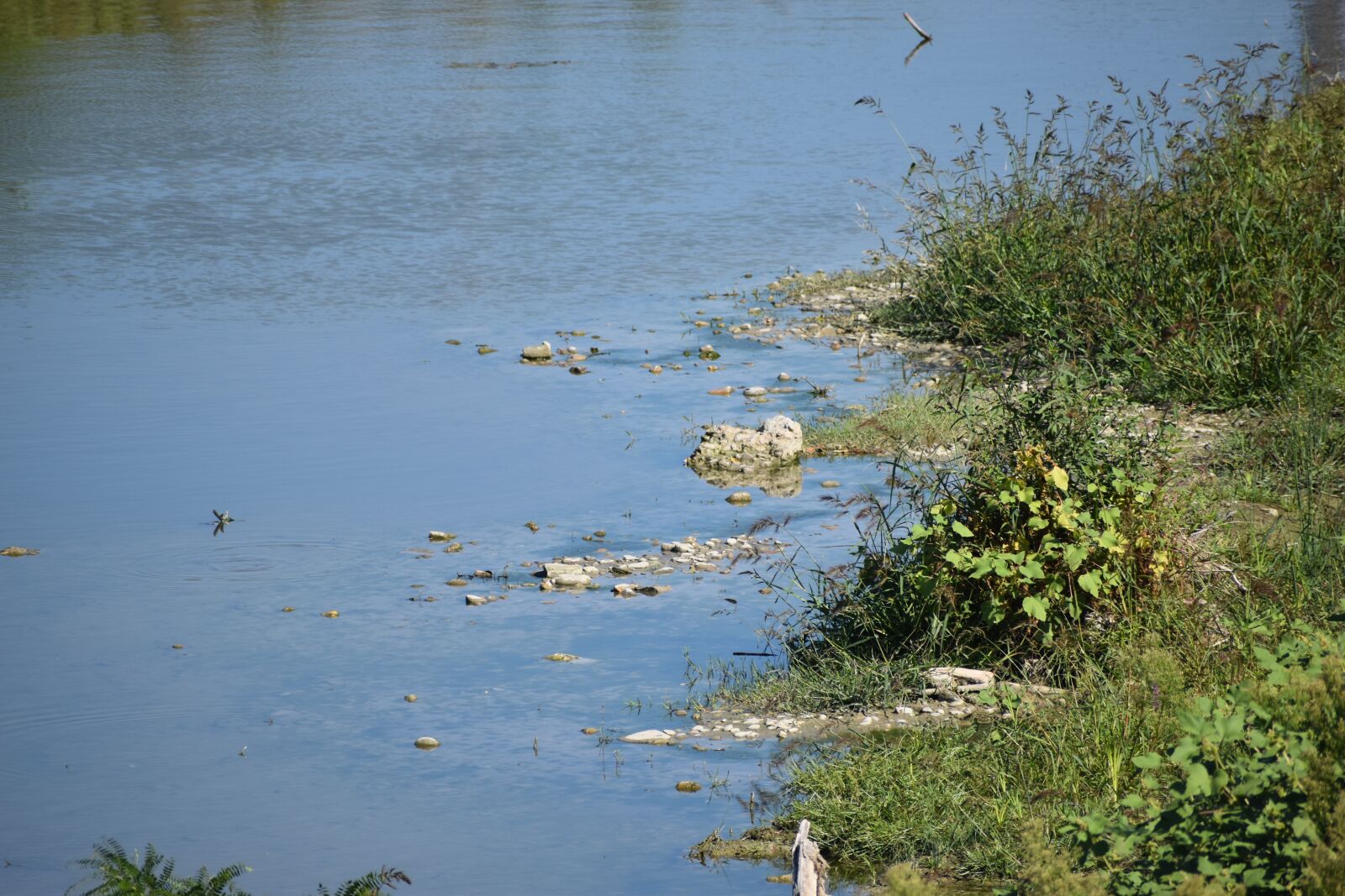 Nikon D5600 sample photo. River, riva, the bush photography
