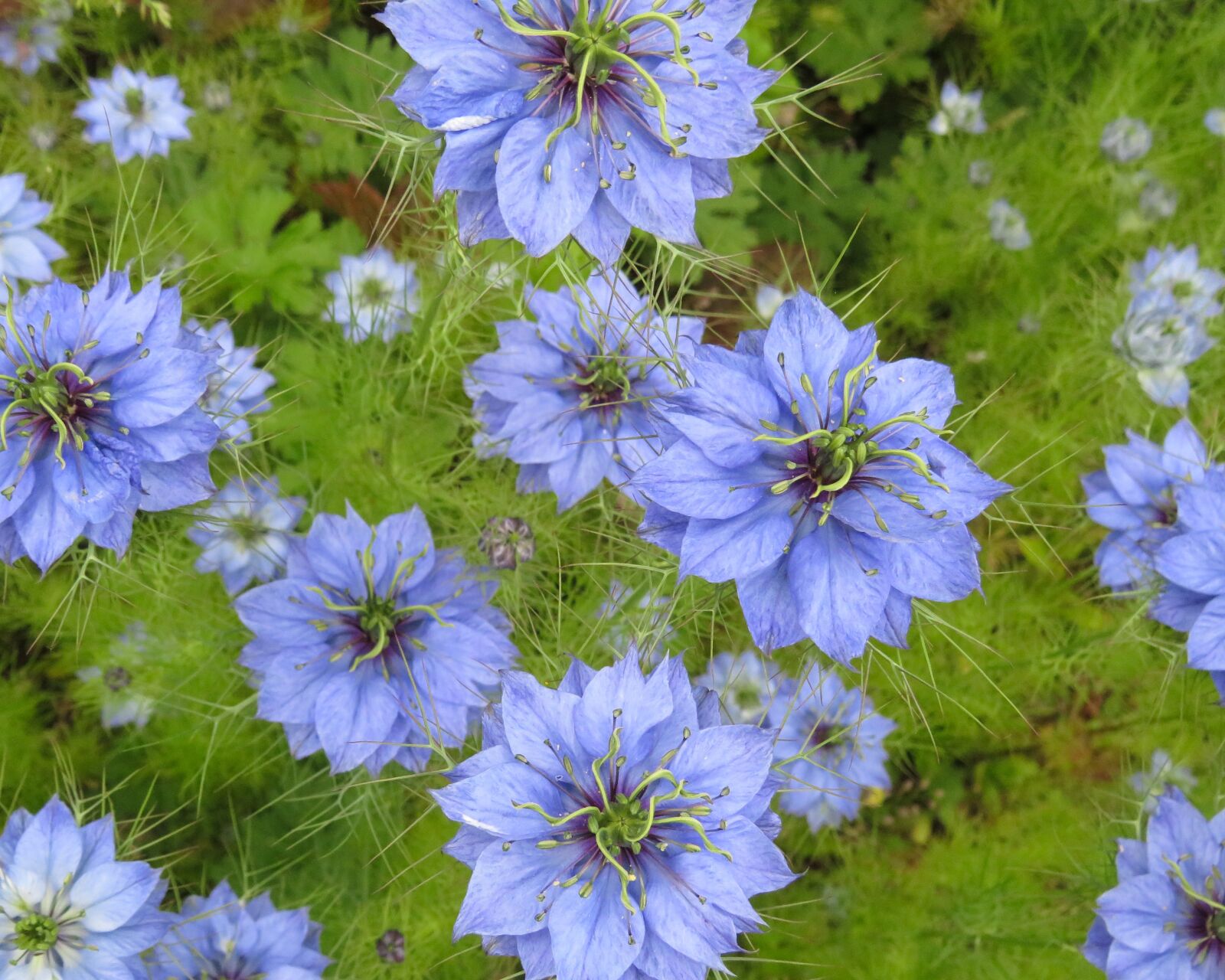 Canon PowerShot SX540 HS sample photo. Blue, spiky, flowers photography