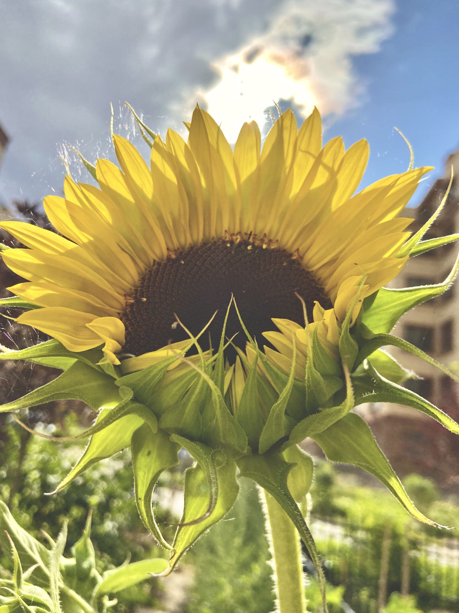 Apple iPhone 11 sample photo. Sunflower, summer, bloom photography