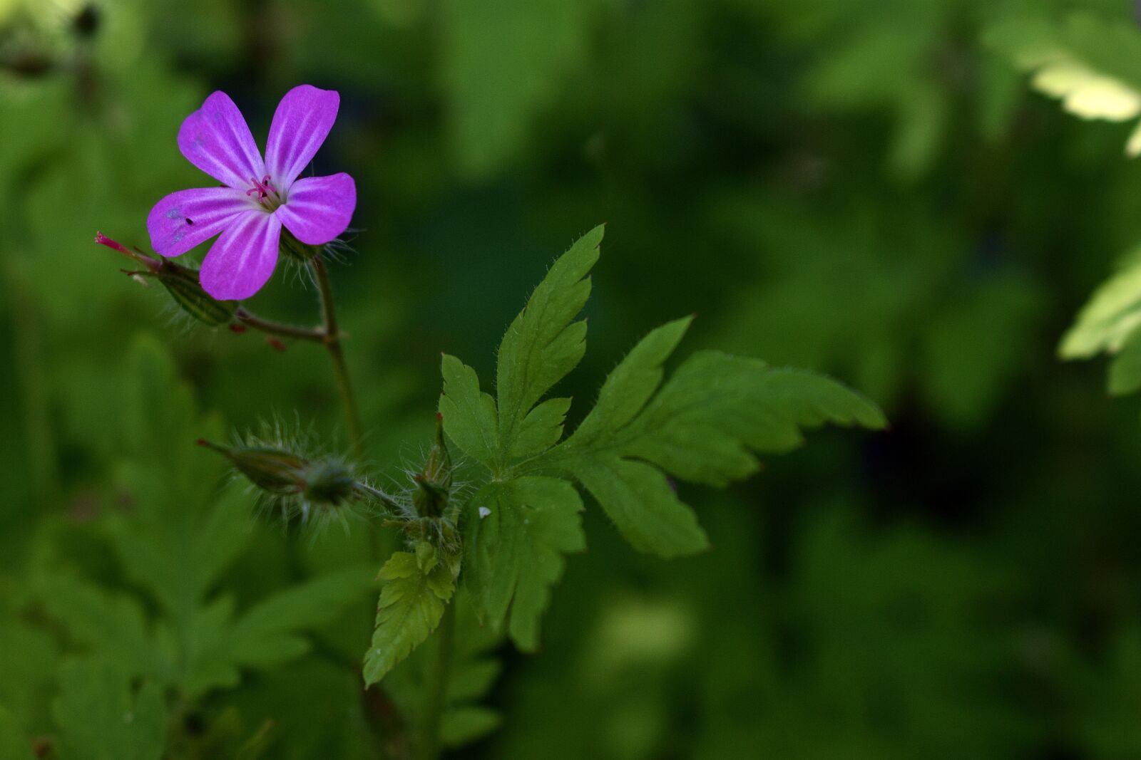 Nikon D3400 sample photo. Flower, flowers, spring photography