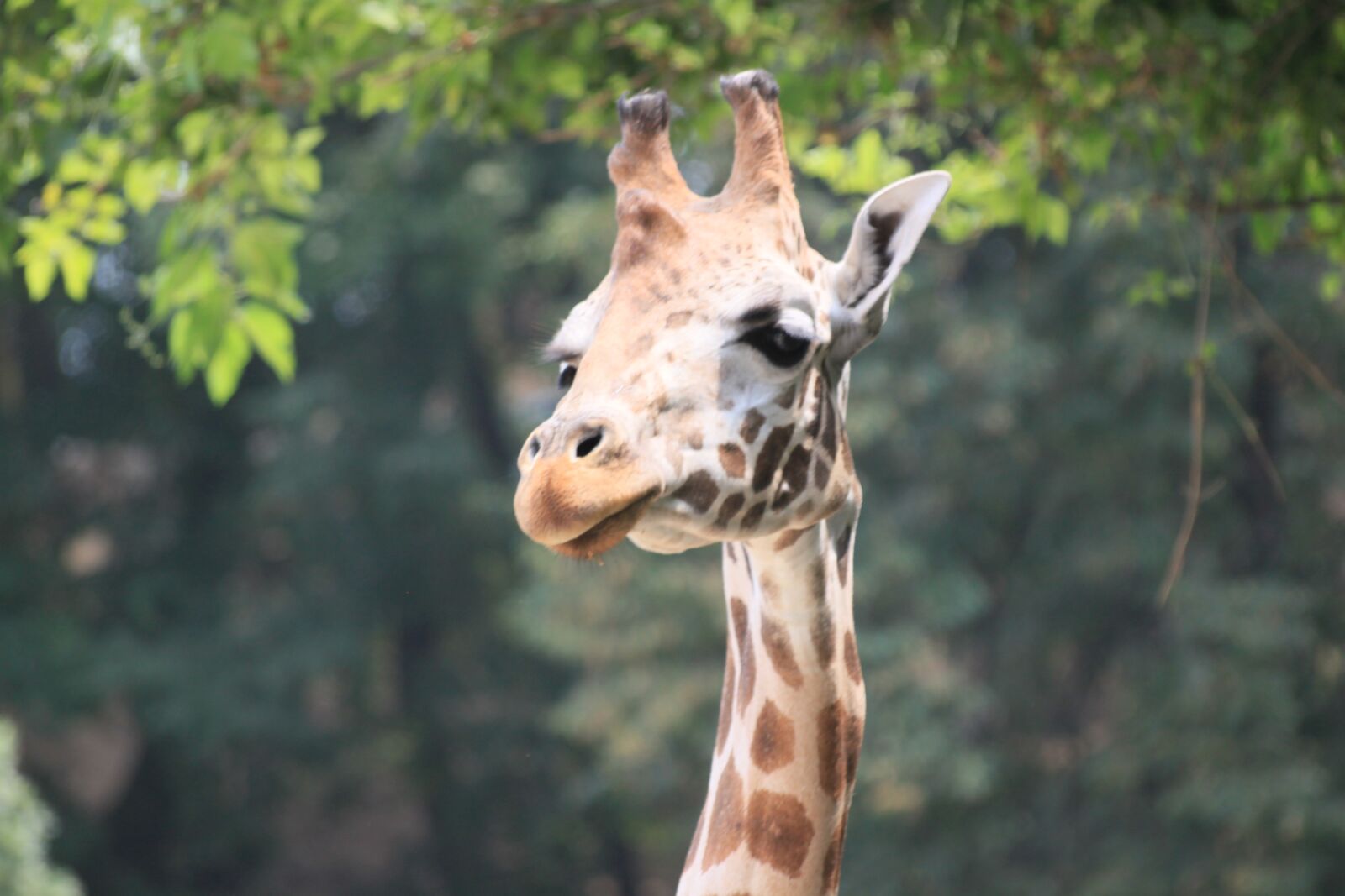 Canon EOS 500D (EOS Rebel T1i / EOS Kiss X3) sample photo. Giraffe, animals, zoo italy photography