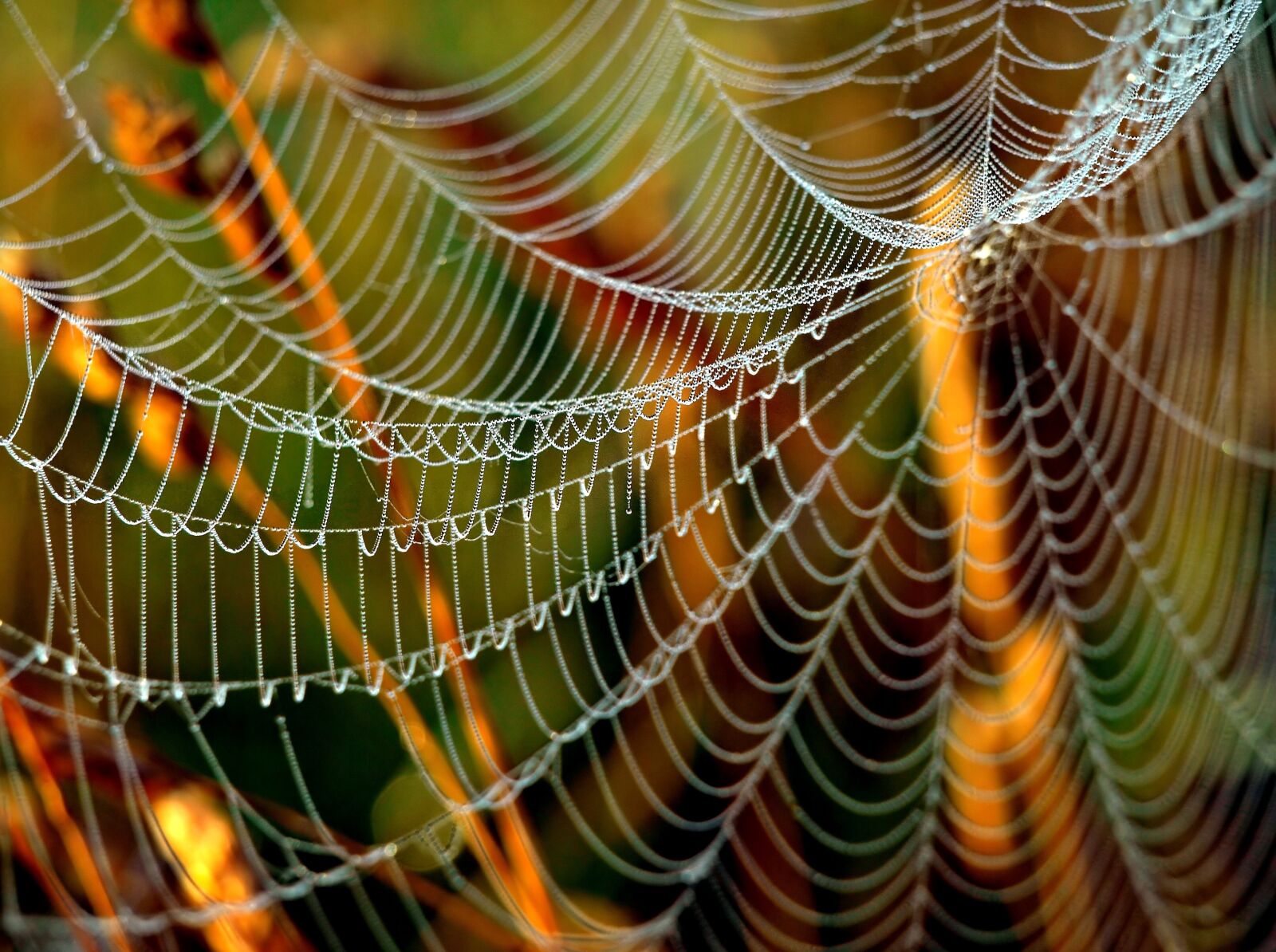 Olympus E-510 (EVOLT E-510) sample photo. Cobweb, web, spin threads photography